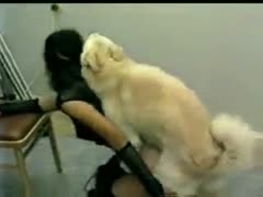 This wonderful home-recorded beast xxx film shows an insatiable juvenile newbie devouring a K9 dick.